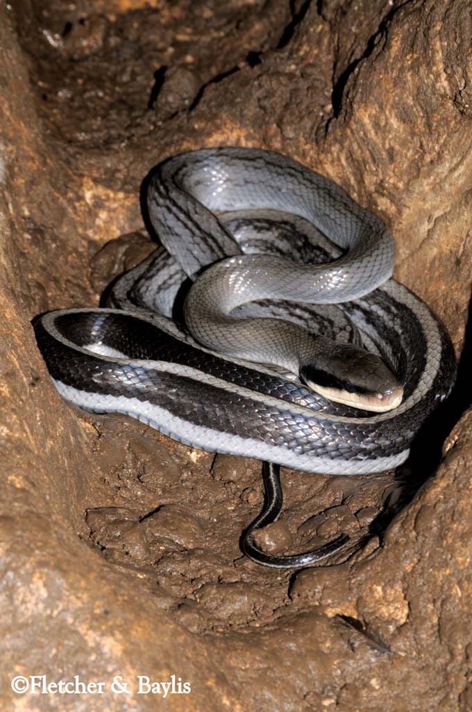 Racer Snake in Racer Cave